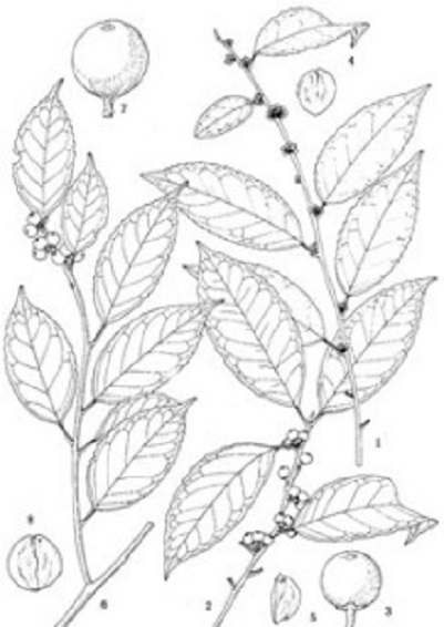 珊瑚冬青(原变种)