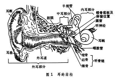 当气流从气管呼出时,呈一定张力的声带便可机械波动而发声.
