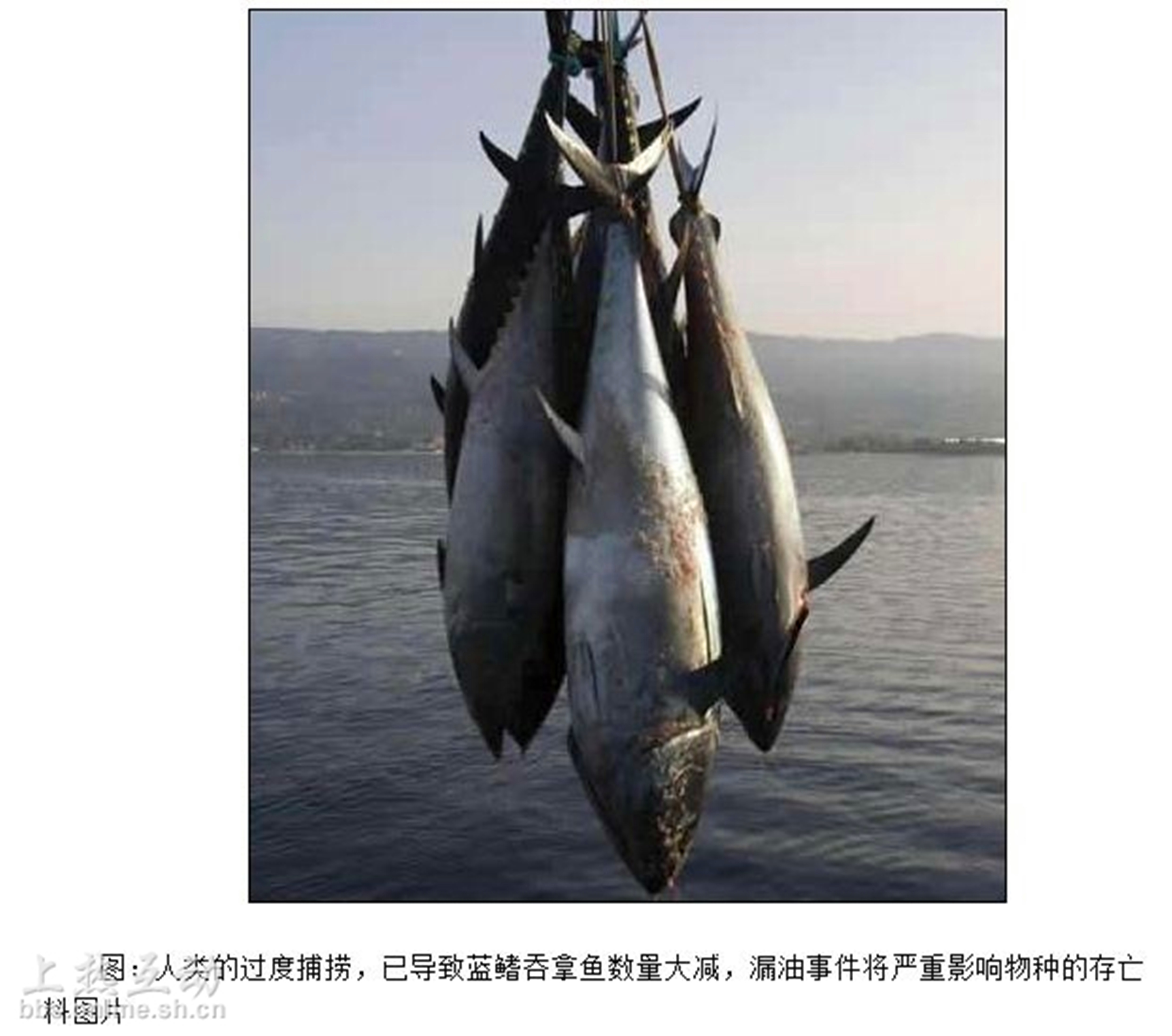 蓝鳍鱼