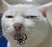  /p> p>猥琐猫表情十分丰富.