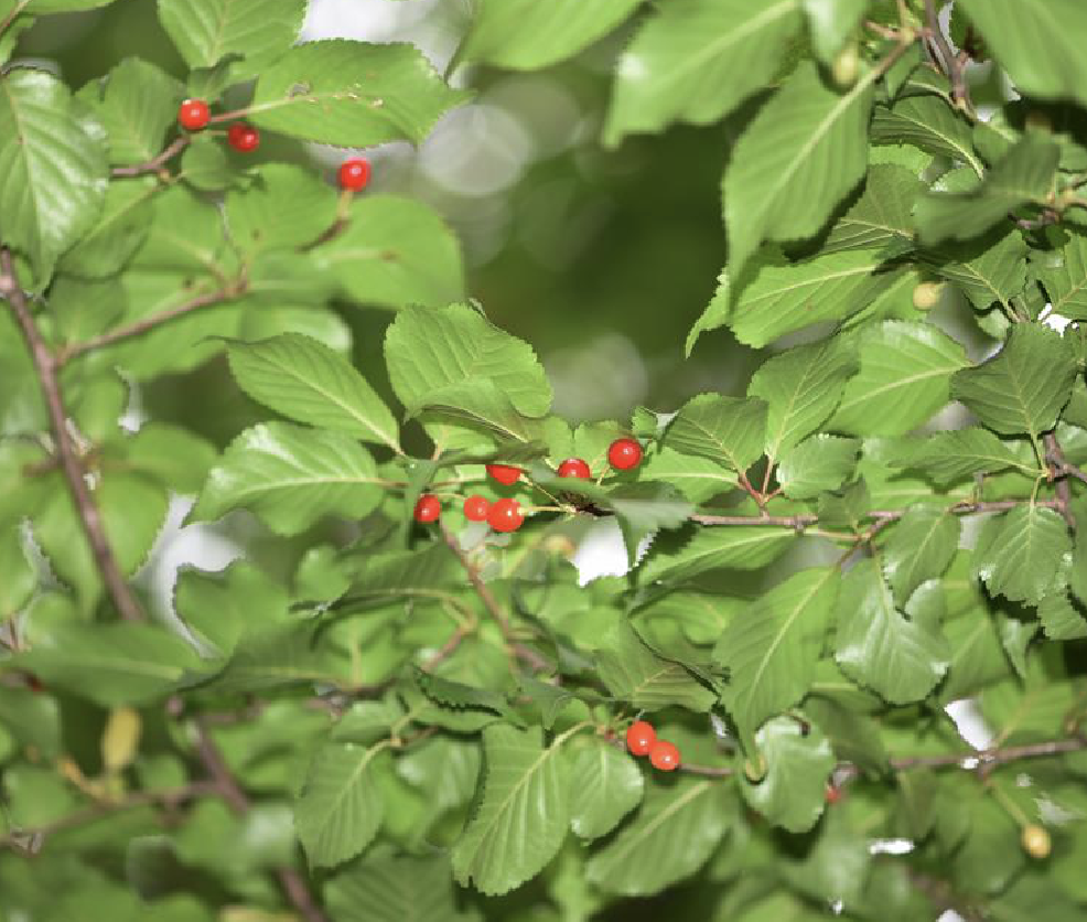 yu et li)是蔷薇科樱属植物,灌木或小乔木,高2.5-20米,树皮灰黑色.