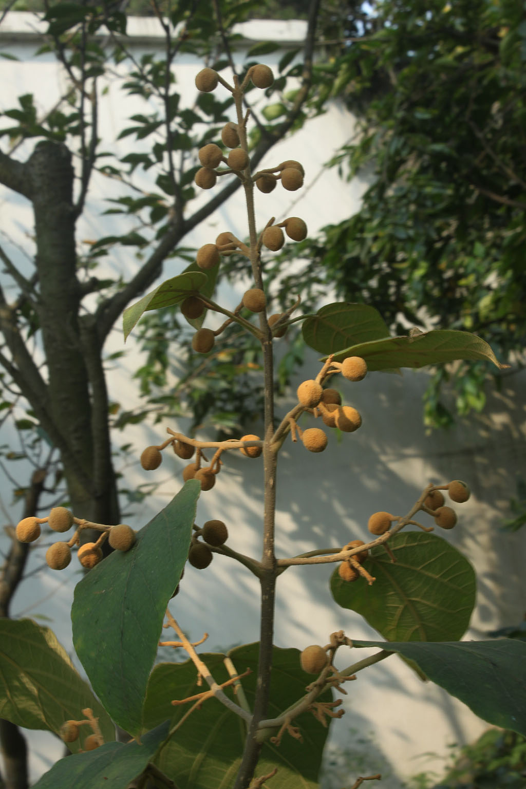 及毛泡桐 i>paulownia tomentosa/i(thunb steud.的果实.