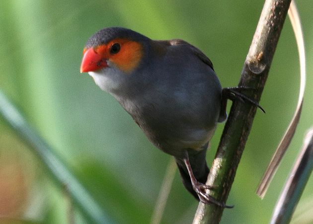 名称:waxbills)是 a target="_blank" href="/item/梅花雀科/2759328"