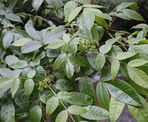 吴茱萸