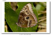  p>八目闪蝶, i>morpho helenor octavia ( /i>h.