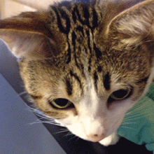 瓜皮猫