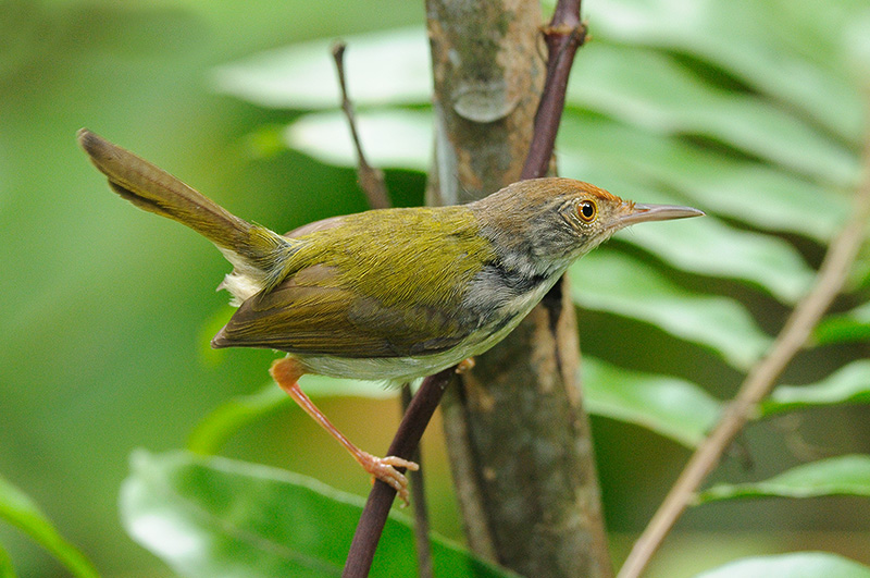 p>普通缝叶莺(学名 i>orthotomus sutorius/i:体长9-14厘米,是一