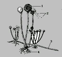 3186015" data-lemmaid="3186015">接合菌亚门 /a>,接合菌纲,毛霉目