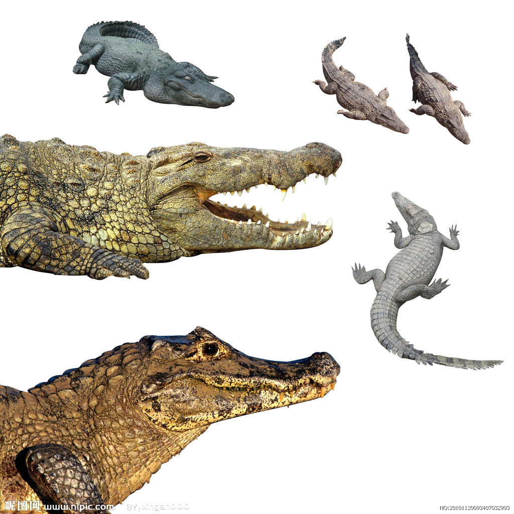 p></p></a>短吻鳄属(学名alligator),属于 a target=