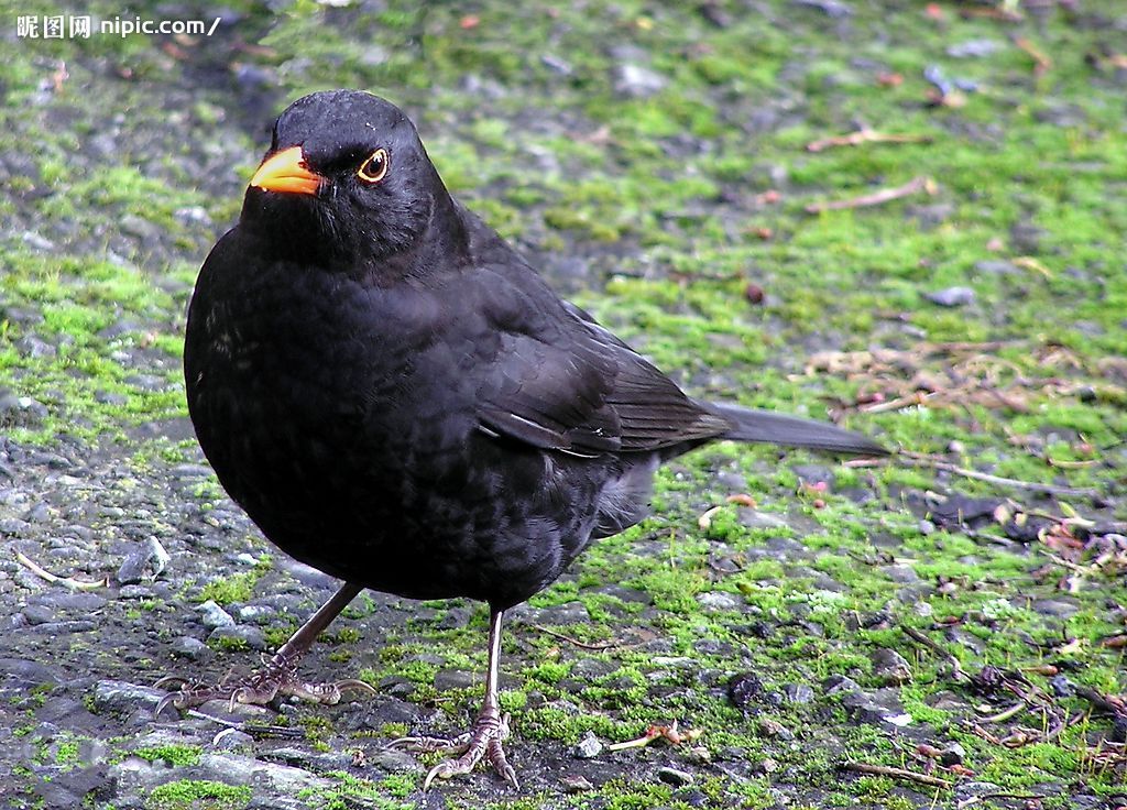  p>黑鸫,拉丁学名turdus cardis,别名百舌,反舌,中国黑鸫,黑鸫,乌鸪