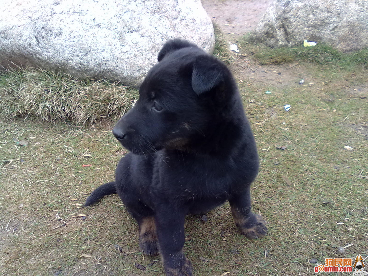 中国昆明犬