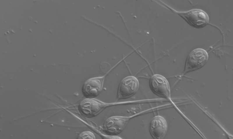 p>鲑生粘孢虫(henneguya salminicola,可简称为h.