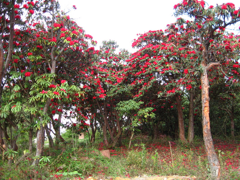 马缨花