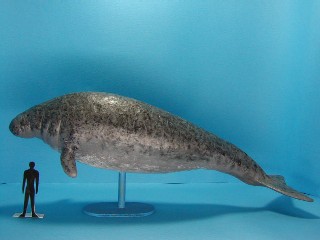 大海牛 全网资源