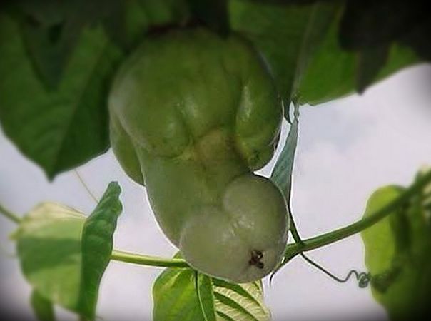 佛手瓜