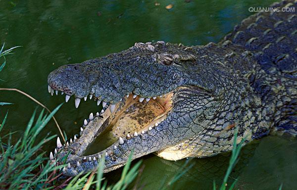 p>尼罗鳄(学名 i>crocodylus niloticus/i,是非洲最大的鳄鱼和最