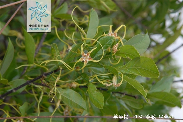 是夹竹桃科羊角拗属植物,灌木,高达2米,全株无毛,上部枝条蔓延,小枝