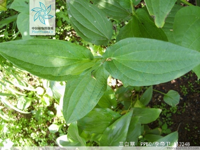三白草