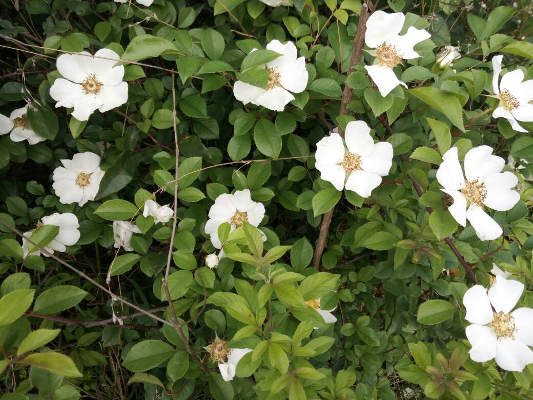 木子花
