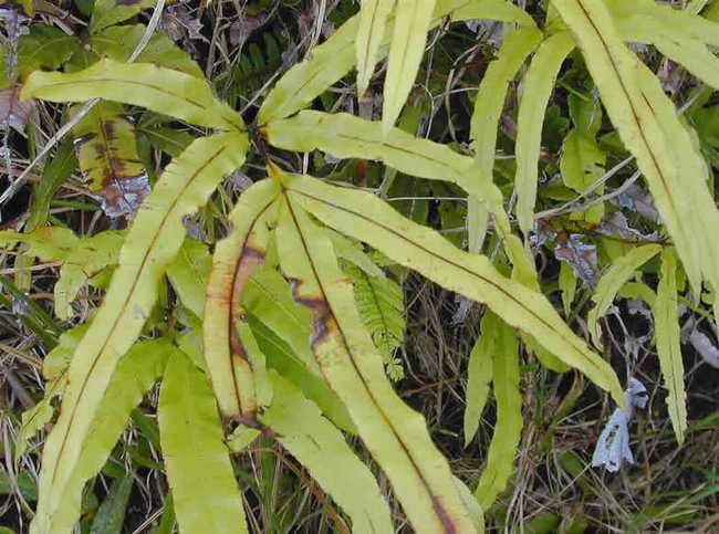 farwell.水龙骨科,石韦属中型附生蕨类植物,植株可达30厘米.