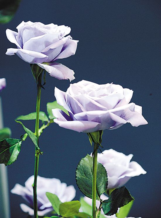  p>天然蓝玫瑰是一种花卉,属玫瑰品种,由日本公司培育,但它并不是真正