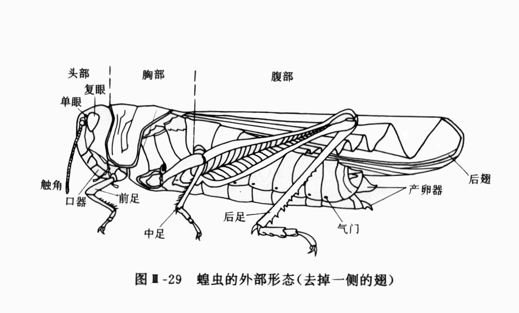 初中生物