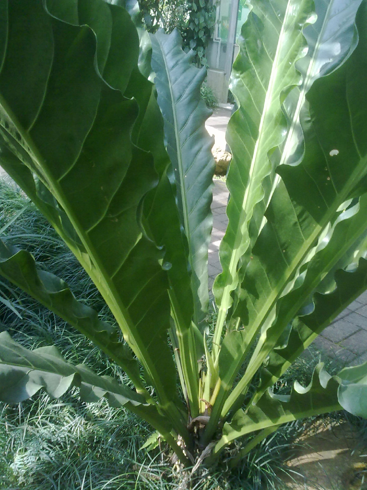  p>波浪竹芋(学名: i> a target="_blank" href="/item/calathea rufi