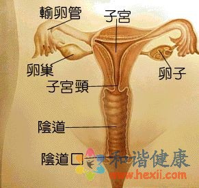 功能性痛经