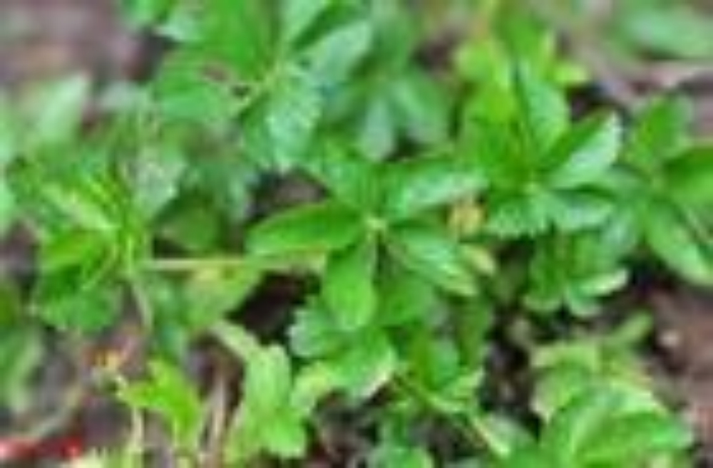 蛇衔草 全网资源