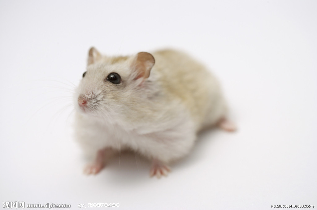 p>米氏弹鼠分布于澳大利亚南部,体貌和动作特征类似于老鼠,长着一对