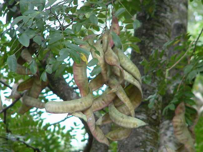 皂角的作用 全网资源