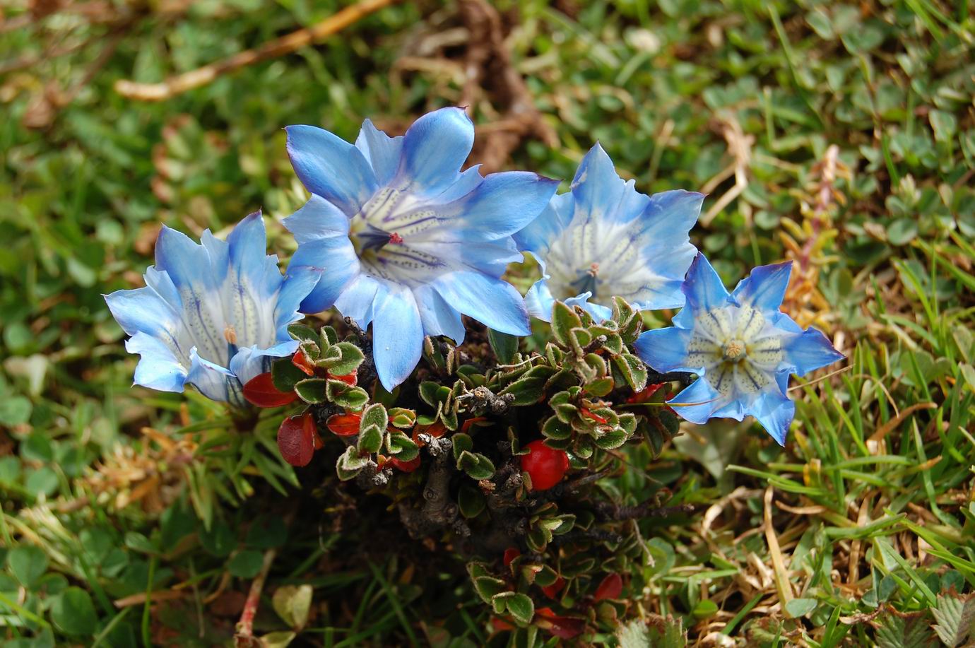 龙胆花科