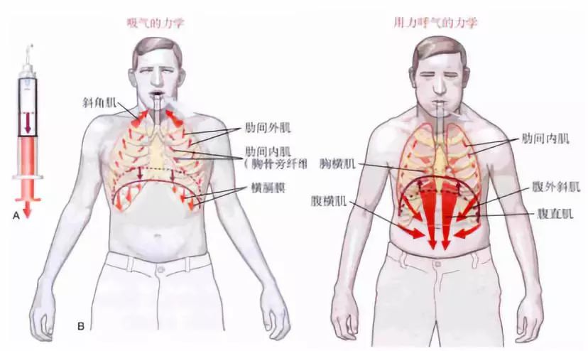 p>胸横肌作为呼气肌,是腹横肌的延续,且位居胸廓内面,完全符合 a