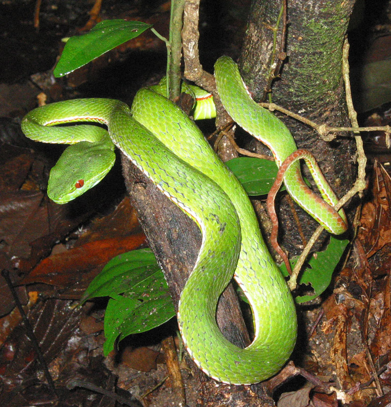 p>竹叶青蛇(学名 i>trimeresurus stejnegeri/i)是蝰科竹叶青蛇属
