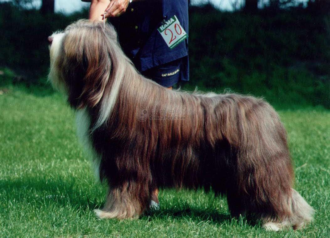 波兰低地牧羊犬