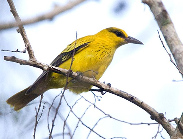 黑枕黄鹂西比路岛亚种