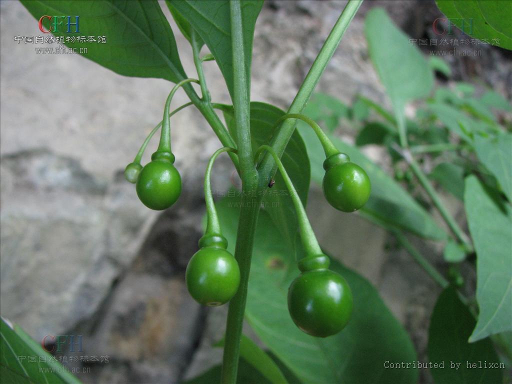 p></p></a>龙珠属(学名:tubocapsicum makino)是茄科龙珠属植物,多年生草本