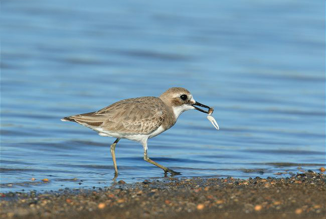 p>铁嘴沙鸻(学名 i>charadrius leschenaultii/i)鸻科鸻属鸟类,属