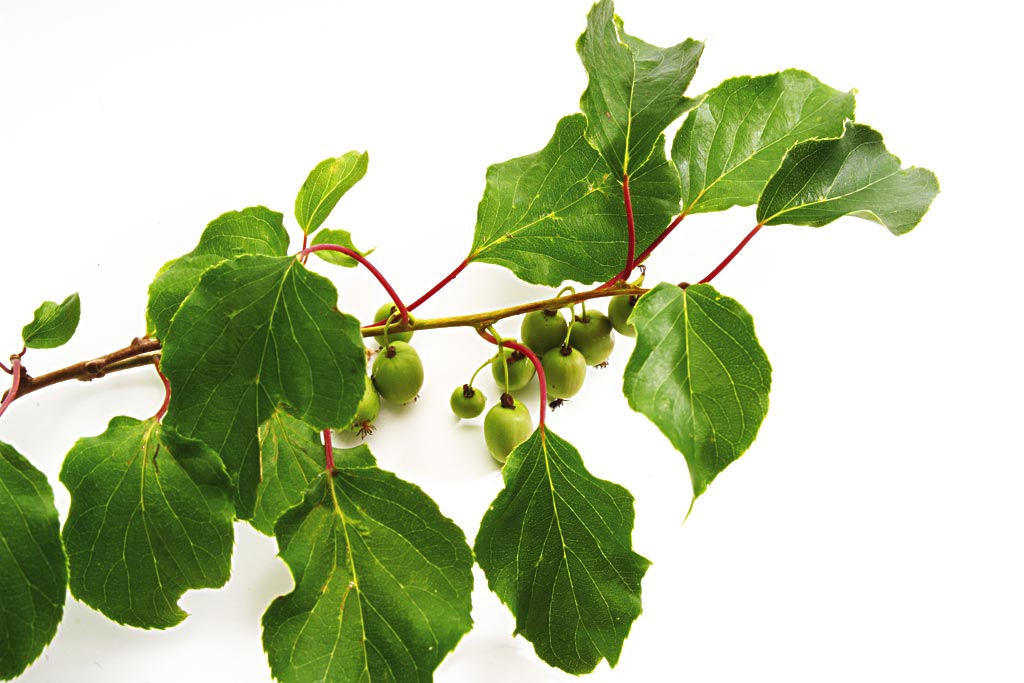 p>猕猴桃(学名:actinidia chinensis planch),也称奇异果(奇异果是