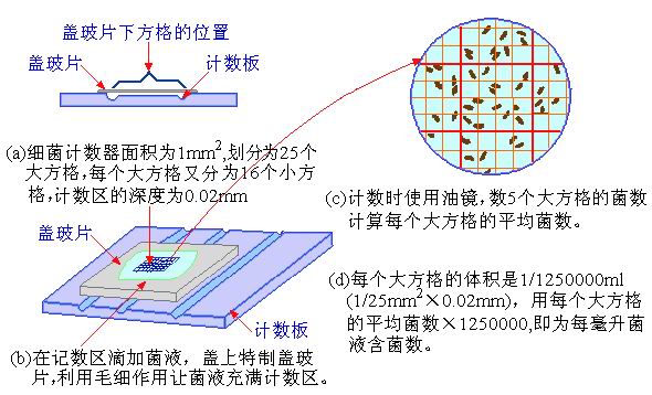 医学上常用来计数红细胞,白细胞等而得名,也常用于计算一些细菌,真菌