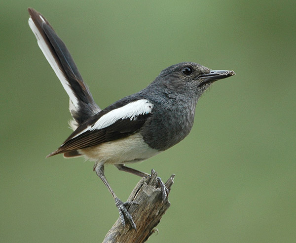 i>copsychus saularis/i:为雀形目,鹟科,鹊鸲属的鸟类,体长约21