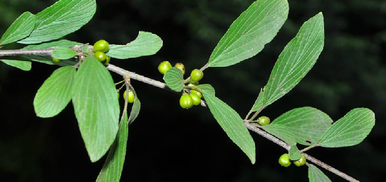 为鼠李科植物皱叶鼠李 i>rhamnus rugulosa/i>hemsl.的果实.