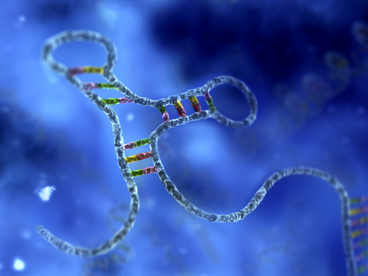 小干扰rna