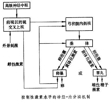性激素