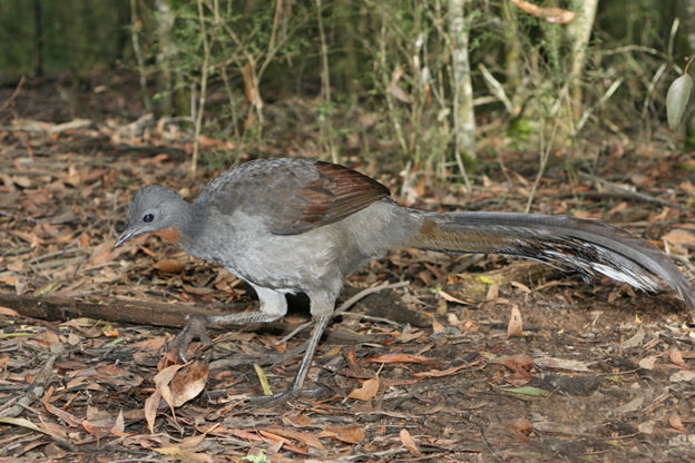 p>琴鸟 i>lyrebirds/i:雀形目琴鸟科的两种澳大利亚鸟,因求偶