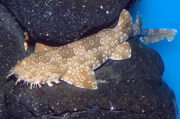 p>斑纹须鲨(学名 i>orectolobus maculatus/i)是须鲨科,须鲨属鲨鱼