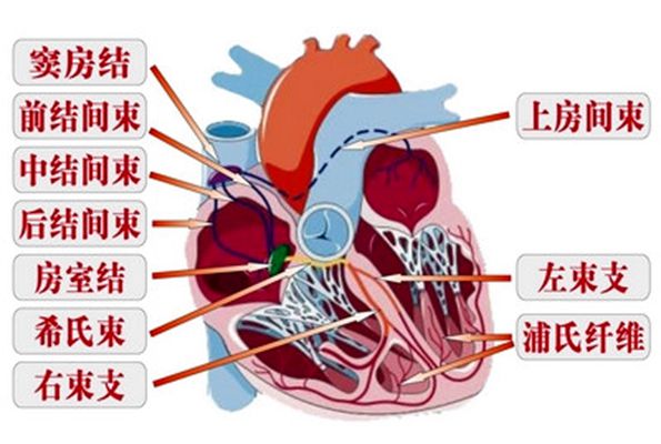 心脏传导系统