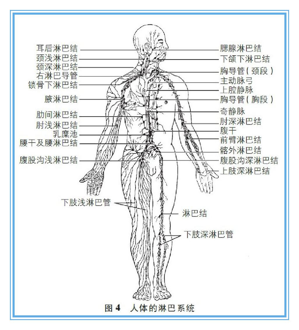 淋巴存在于人体的各个部位,对于人体的 a target="_blank" href="