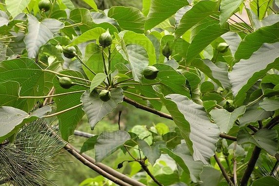 油桐的拼音 全网资源