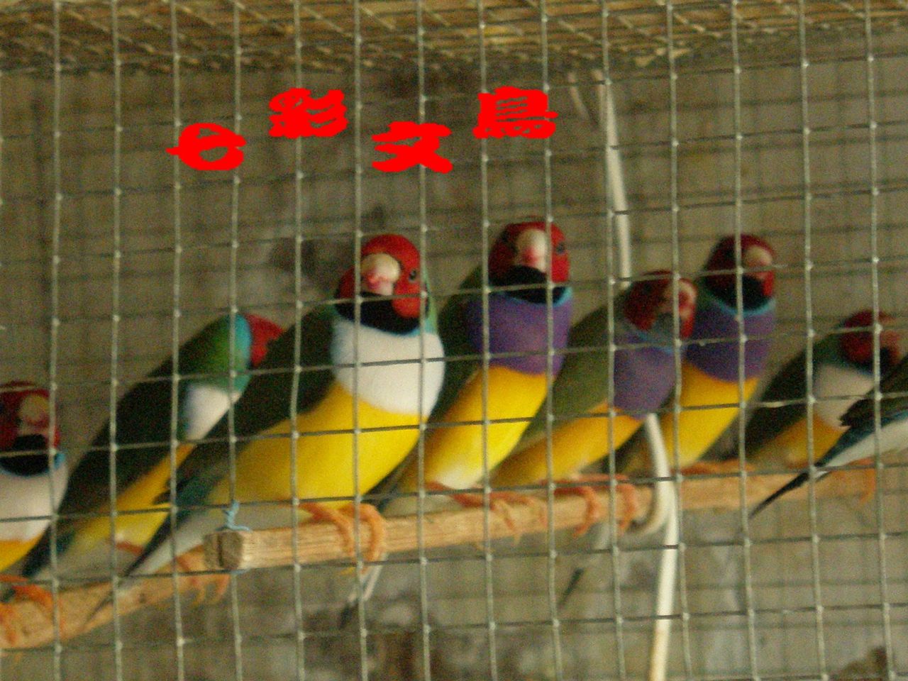 七彩文鸟